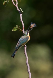 Little Bee-eater