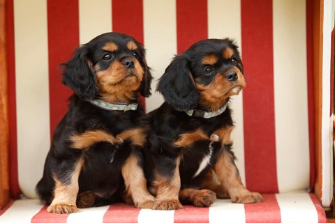 Cavalier King Charles Spaniel