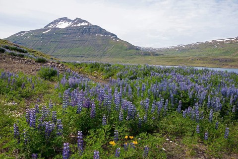 Lupines