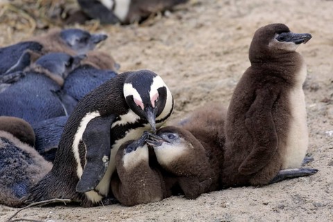 African penguins
