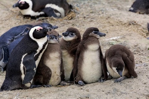 African penguin