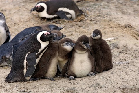 African penguin