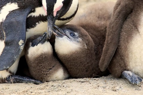 African penguin
