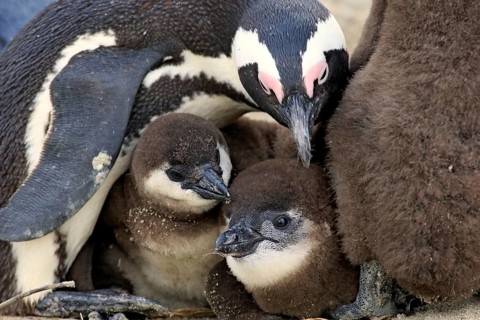 African penguin