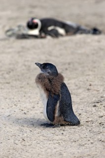 Gentoo african penguin