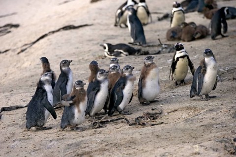 Gentoo african penguin