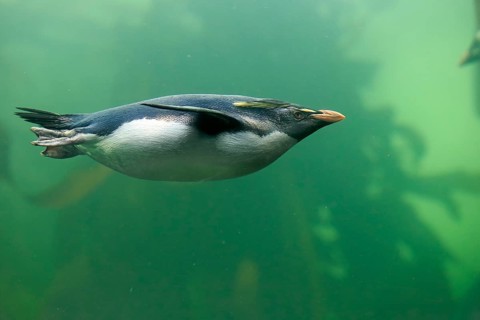Southern rockhopper penguin