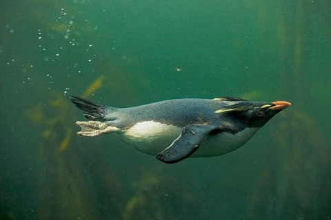 Southern rockhopper penguin