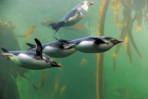 Southern rockhopper penguins