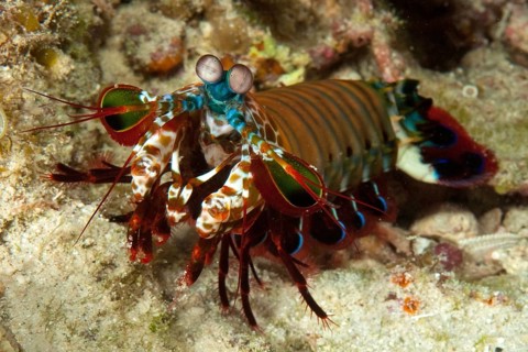 Peacock mantis shrimp
