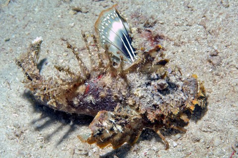 Filament finned stinger
