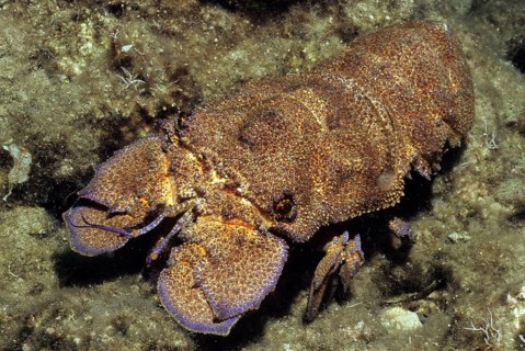 Mediterranean slipper lobster