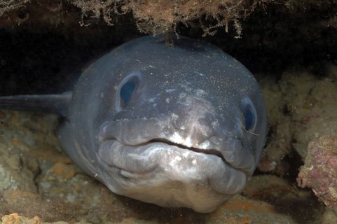 Conger eel
