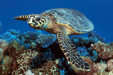 Hawksbill sea turtle