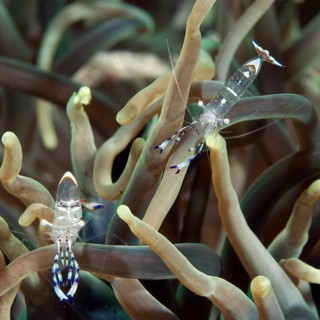 Anemone shrimp