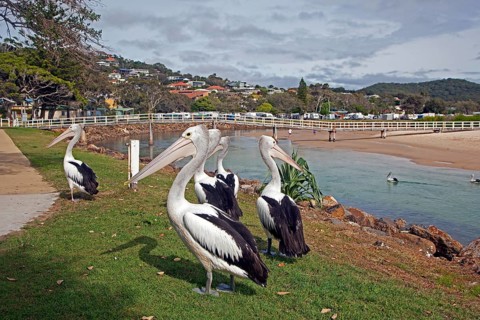 Australian australian pelican
