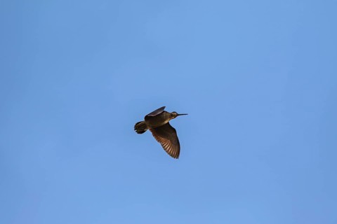 Eurasian woodcock