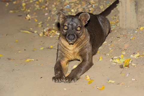 Fossa
