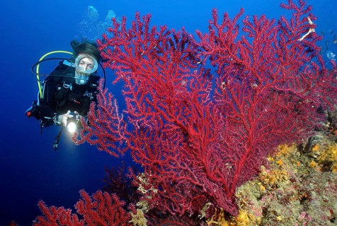 Diver with Mediterranean Fan Coral