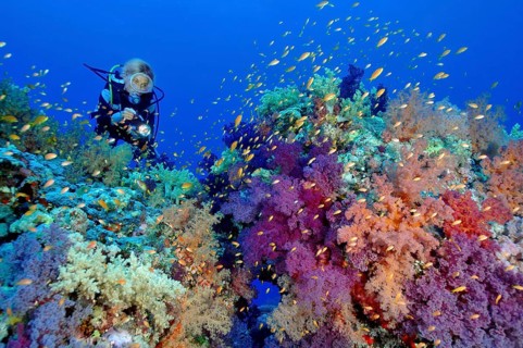 Diver and soft corals