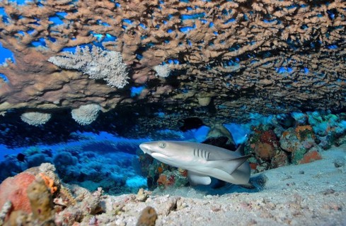 Juvenile whitetip reef shark