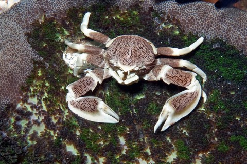 Spotted anemone crab