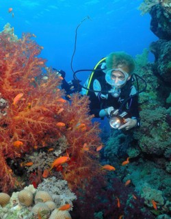 Diver and soft corals