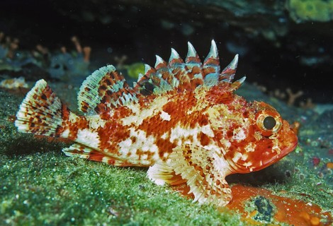 Small red scorpionfish