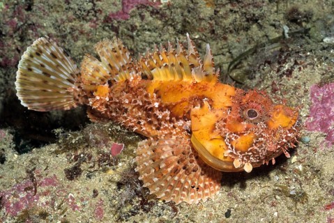 Red scorpionfish
