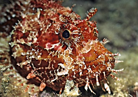Head portrait of Great red scorpionfish