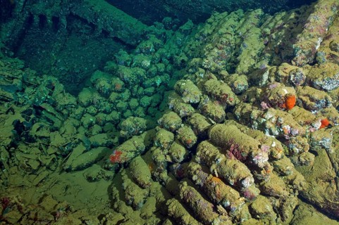 Shells in wreck Umbria