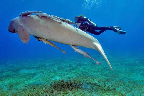Diver and fork-tailed manatee