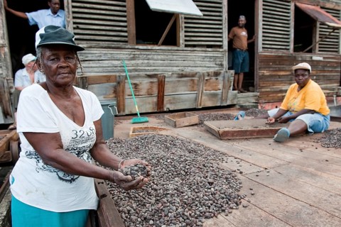 Workers drying cocoa beans on cocoa plantation