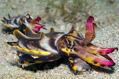 Flamboyant Sepia