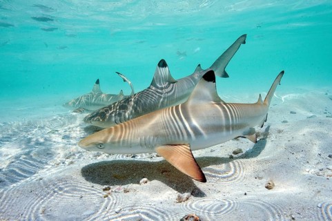 Juvenile Blacktip Reef Shark