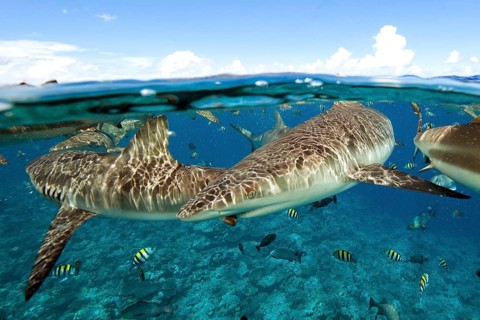 Grey reef shark