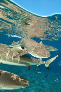 Grey reef shark