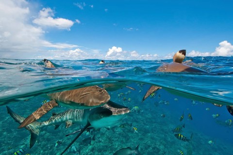 Grey reef shark