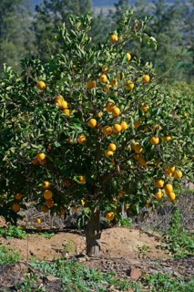 Orange orchard near Clanwilliam