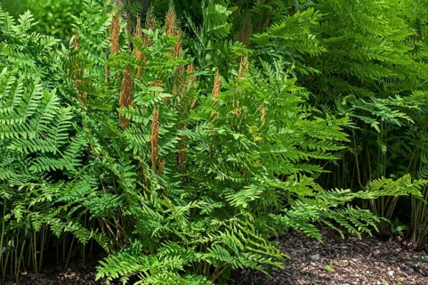 Royal fern