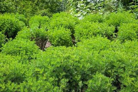 Southern wood