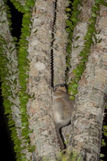 Reddish-grey reddish-gray mouse lemur
