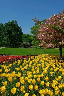 Tulip blossom