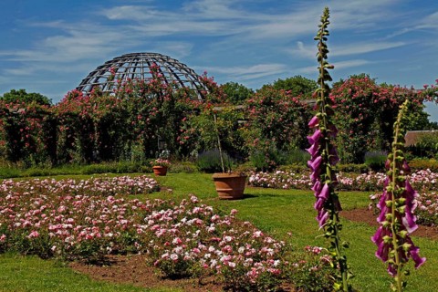 Rose Heights