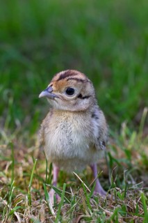 Hunting pheasant