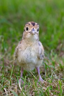 Hunting Pheasant