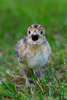 Common pheasant