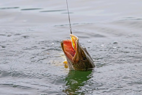 Pike