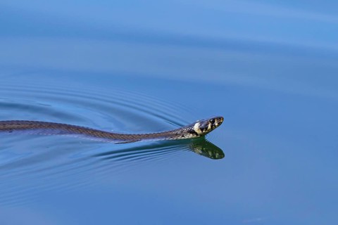 Grass snake