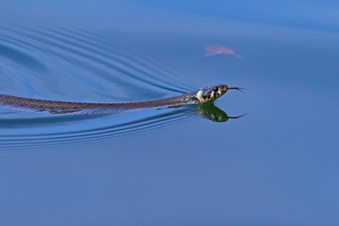 Grass snake